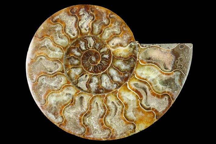 Cut & Polished Ammonite Fossil (Half) - Madagascar #166805